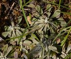 Gewöhnliches Katzenpfötchen - Antennaria dioica (L.) Gaertn.