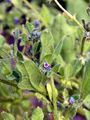 Madwort - Asperugo procumbens L.