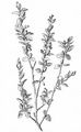 Strauch-Birke - Betula humilis Schrank