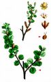 Dwarf Birch - Betula nana L.