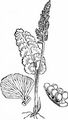 Echte Mondraute - Botrychium lunaria (L.) Sw.