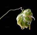 Quaking-Grass - Briza media L.