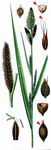 Sumpf-Segge - Carex acutiformis Ehrh. 