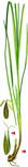 Hain-Segge - Carex cuprina (Heuff.) A. Kern. 