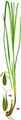 False Fox-Sedge - Carex cuprina (Heuff.) A. Kern.