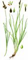 Pillen-Segge - Carex pilulifera L.