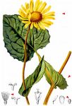 Österreichische Gemswurz - Doronicum austriacum Jacq. 
