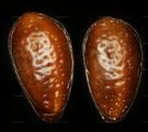 Steinkern von Hippophae rhamnoides (Sanddorn)