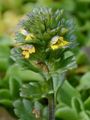 Zwerg-Augentrost - Euphrasia minima DC.