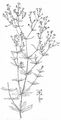 Wald-Labkraut - Galium sylvaticum L.
