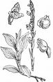 Kriechendes Netzblatt - Goodyera repens (L.) R. Br.
