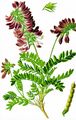 Alpen-Süßklee - Hedysarum hedysaroides (L.) Schinz & Thell.