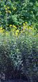 Jerusalem Artichoke - Helianthus tuberosus L.
