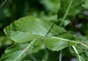 Meadow Fleabane - Inula britannica L.