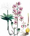 Martagon Lily - Lilium martagon L.