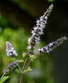 Spear Mint - Mentha spicata L.