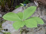 Herb-Paris - Paris quadrifolia L.
