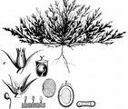 Greater Polycnemum - Polycnemum majus A. Braun