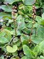 Common Wintergreen - Pyrola minor L.
