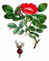 Sherard's Downy-Rose - Rosa sherardii Davies