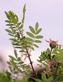 Burnet Rose - Rosa spinosissima L.