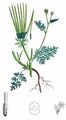Shepherd's-Needle - Scandix pecten-veneris L.