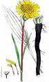 Viper's-Grass - Scorzonera humilis L.