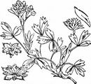 Alpen-Gelbling - Sibbaldia procumbens L.
