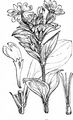 Rote Lichtnelke - Silene dioica (L.) Clairv.