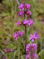 Gewöhnliche Pechnelke - Silene viscaria (L.) Jess.