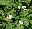 Potato - Solanum tuberosum L.