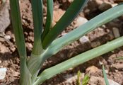 Küchenzwiebel - Allium cepa L.