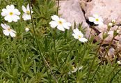 Milchweißer Mannsschild - Androsace lactea L.