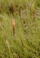 Wohlriechendes Ruchgras - Anthoxanthum odoratum L.