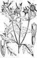 Dreiteiliger Zweizahn - Bidens tripartitus L.