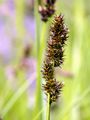 Draht-Segge - Carex diandra Schrank