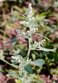 Stinking Goosefoot - Chenopodium vulvaria L.