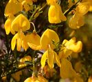 Broom - Cytisus scoparius (L.) Link