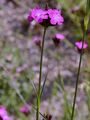 Carthusian Pink - Dianthus carthusianorum L.