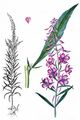 Schmalblättriges Weidenröschen - Epilobium angustifolium L.