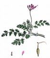 Gewöhnlicher Reiherschnabel - Erodium cicutarium (L.) L'Hér.