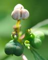 Steppen-Wolfsmilch - Euphorbia seguieriana Neck.