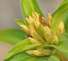 Kreuz-Enzian - Gentiana cruciata L.