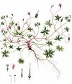 Long-Stalked Crane's-Bill - Geranium columbinum L.