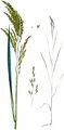 Reed Sweet-Grass - Glyceria maxima (Hartm.) Holmb.