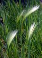 Foxtail Barley - Hordeum jubatum L.