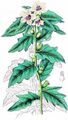 Henbane - Hyoscyamus niger L.