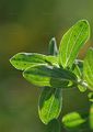 Echtes Johanniskraut - Hypericum perforatum L.