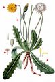 Cat's-Ear - Hypochaeris radicata L.