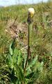 Einköpfiges Ferkelkraut - Hypochaeris uniflora Vill.